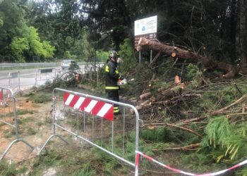 Maltempo sul litorale, albero spezzato e allagamenti