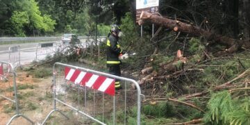 Maltempo sul litorale, albero spezzato e allagamenti
