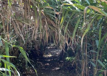 Accesso impraticabile alla spiaggia di San Nicola, bagnanti protestano