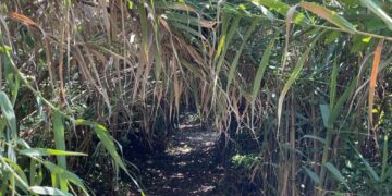 Accesso impraticabile alla spiaggia di San Nicola, bagnanti protestano
