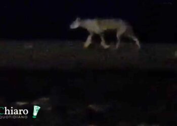 Animali selvatici e aggressioni, Menna convoca incontro urgente in Comune