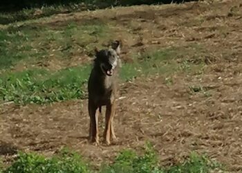 Frisa, lupi avvistati mentre sbranano un cinghiale