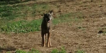 Frisa, lupi avvistati mentre sbranano un cinghiale