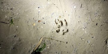 Aggressioni in spiaggia, il ministero autorizza la cattura del canide