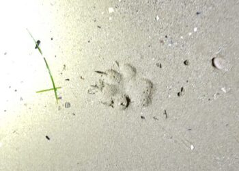 Sulle orme del canide: video e impronte in spiaggia al vaglio dei tecnici