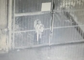 Canide anche sulla pista ciclabile: «Ha cercato di entrare nel camping»