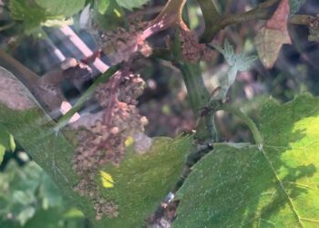 Il maltempo ha distrutto i vigneti, Menna e Carlucci chiedono lo stato di calamità naturale