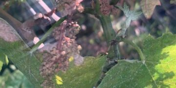 Il maltempo ha distrutto i vigneti, Menna e Carlucci chiedono lo stato di calamità naturale