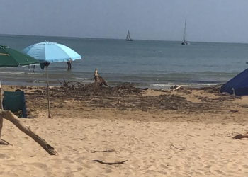 «Punta Penna, fino al 30 giugno pulizia manuale per tutelare i nidi di fratino»