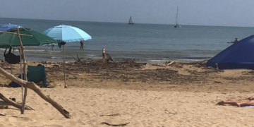 «Punta Penna, fino al 30 giugno pulizia manuale per tutelare i nidi di fratino»