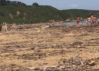 Punta Penna, spiaggia invasa da tronchi e rami