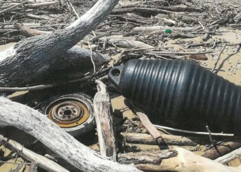 «Non ci sono nidi di fratino»: ok alla pulizia della spiaggia di Punta Penna con i mezzi meccanici
