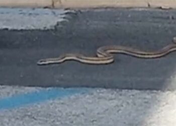 Un serpente in pieno centro a Vasto