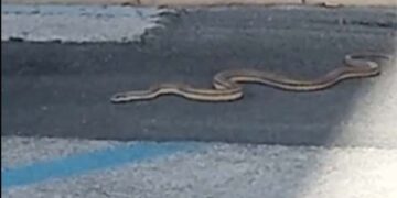 Un serpente in pieno centro a Vasto