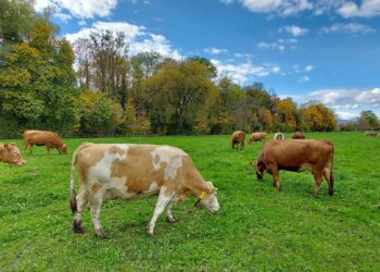 Gli studenti dell’Università di Pisa in Abruzzo per studiare gli allevamenti sostenibili