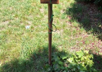 Ancora vandali al parco di viale Marconi, presi di mira i nuovi alberi