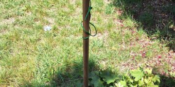 Ancora vandali al parco di viale Marconi, presi di mira i nuovi alberi