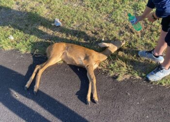 Protezione civile soccorre capriolo investito: «Automobilista non si è fermato»