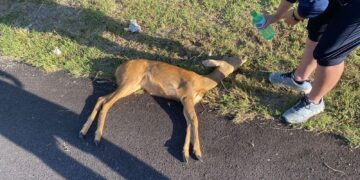 Protezione civile soccorre capriolo investito: «Automobilista non si è fermato»