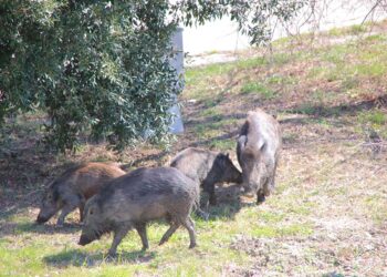 Altri 15 cinghiali da abbattere (o catturare) a San Salvo