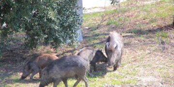 Altri 15 cinghiali da abbattere (o catturare) a San Salvo