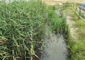 Dalla «nuova area eventi» al divieto di balneazione: Fosso Marino torna indietro di 11 anni