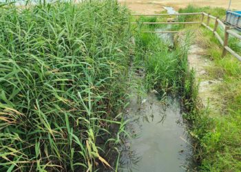 Fosso Marino, il Comune eseguirà nuovi interventi «immediati»: via piante e detriti