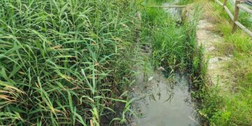 Fosso Marino, il Comune eseguirà nuovi interventi «immediati»: via piante e detriti