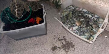 Pescatori di frodo, a Ortona sequestrati oltre 2mila ricci e 100 kg di polpi