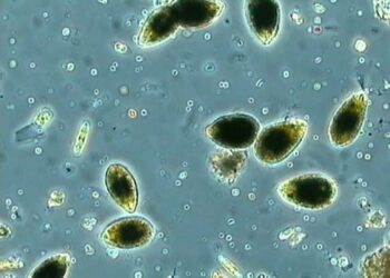 Microalga tropicale rinvenuta in località Vignola, l’Arta avvia monitoraggio