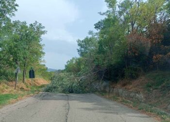 Alberi caduti e incendi, vigili del fuoco al lavoro su più fronti