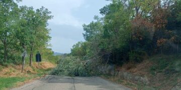 Alberi caduti e incendi, vigili del fuoco al lavoro su più fronti