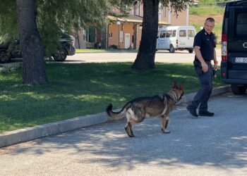Nicola è scomparso da tre settimane, ricerche col cane molecolare