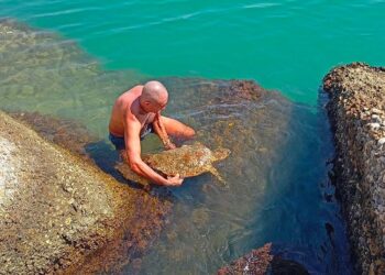 “Caretta caretta” ferita a Punta Penna salvata da guardia costiera e bagnante