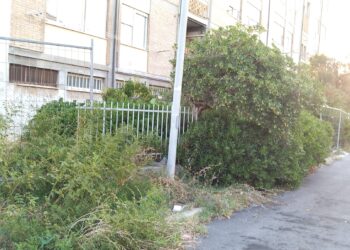 «Quartiere di Punta Penna tra sporcizia, topi, serpenti e auto abbandonate da anni»