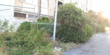 «Quartiere di Punta Penna tra sporcizia, topi, serpenti e auto abbandonate da anni»