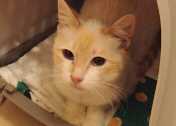 «Grazie a veterinari e vigili per aver salvato la gattina Korì»