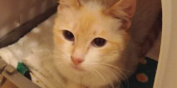 «Grazie a veterinari e vigili per aver salvato la gattina Korì»