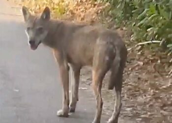 Lupo in un’attività privata: protezione civile pronta a catturarlo, ma il Parco diffida. Ira di Menna