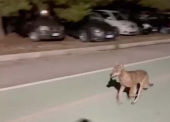 Lupo sulla Via Verde, ricerche nell’area della vecchia stazione di Vasto Marina