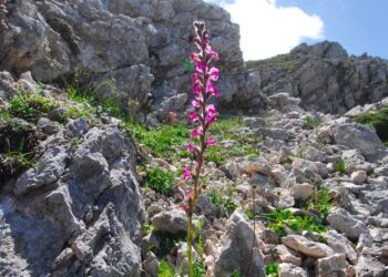 Nuova pianta scoperta nel Parco Nazionale d’Abruzzo, Lazio e Molise: «unica al mondo»