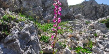 Nuova pianta scoperta nel Parco Nazionale d’Abruzzo, Lazio e Molise: «unica al mondo»