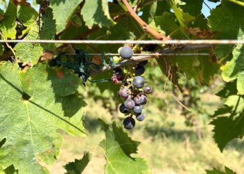 «Per noi agricoltori del Vastese un’altra annata da dimenticare»