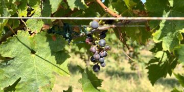 «Per noi agricoltori del Vastese un’altra annata da dimenticare»