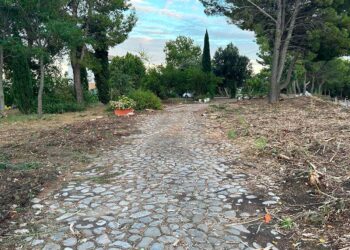 Abbattuti i 40 cipressi “abusivi” in località Canale, Menna: «Pianteremo altri alberi»