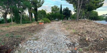 Abbattuti i 40 cipressi “abusivi” in località Canale, Menna: «Pianteremo altri alberi»