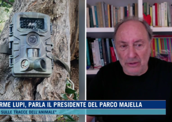 Zazzara: «Creato un sistema di cattura, contiamo di riuscirci nel giro di qualche giorno»