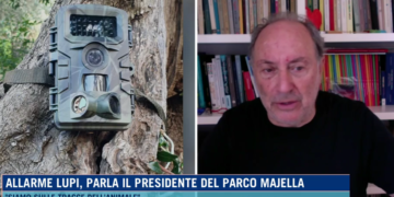 Zazzara: «Creato un sistema di cattura, contiamo di riuscirci nel giro di qualche giorno»