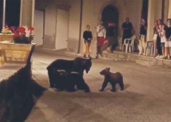 Continuano le ricerche dei cuccioli di Amarena, firmata ordinanza anti-curiosi