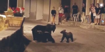 Continuano le ricerche dei cuccioli di Amarena, firmata ordinanza anti-curiosi